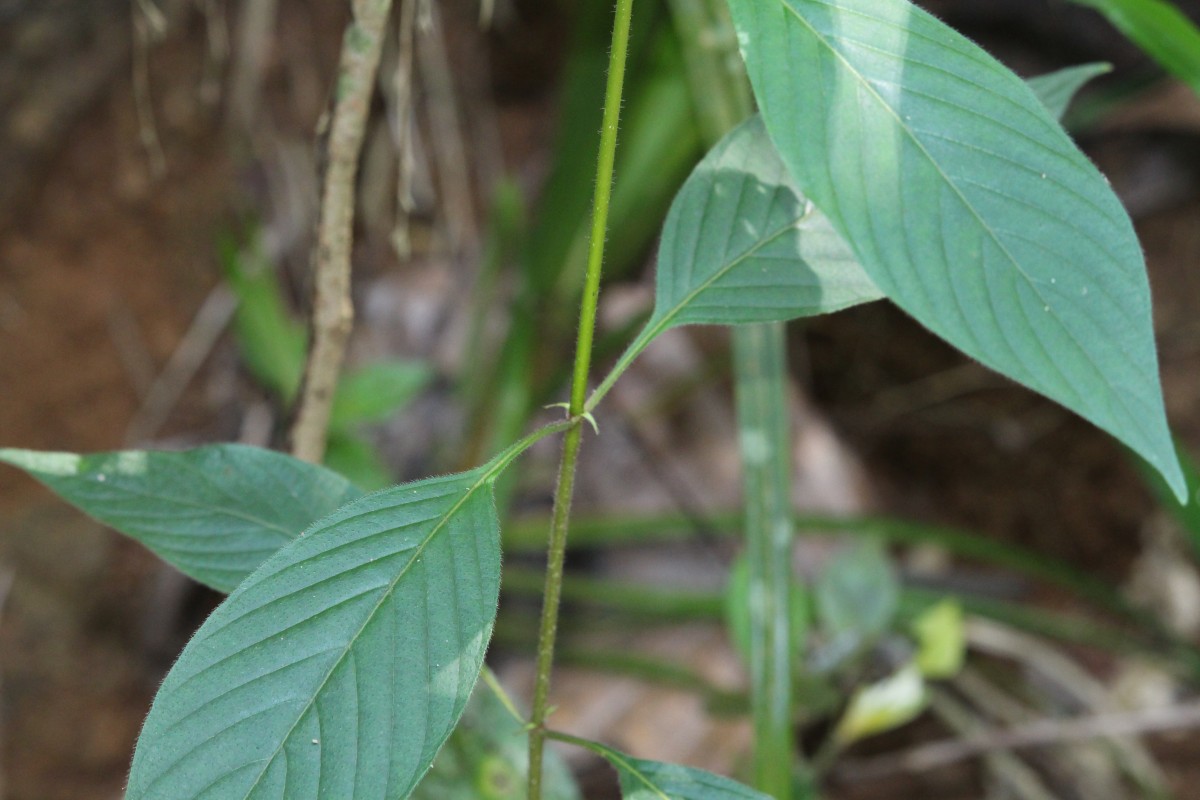 Mussaenda frondosa L.